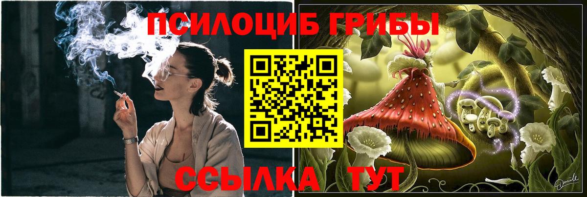 Псилоцибиновые грибы Cubensis Гудермес
